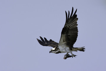 Osprey with fish in claw flying in the sky