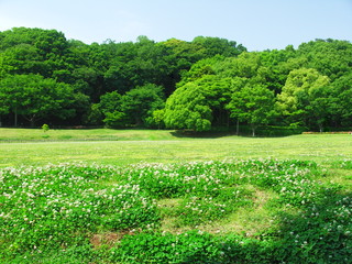 初夏の草原と林