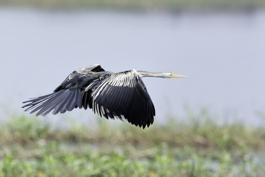 Oriental Darter flying over swamp in nature
