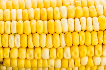 Close up texture of the Crystal Corn Maize variety