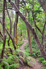 京都一周トレイル　西山コース　松尾山