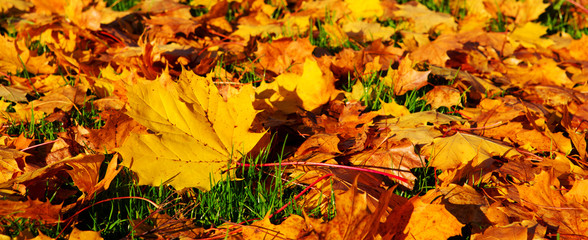 Autumn background with maple leaves.