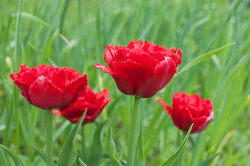 red fringed double tulips