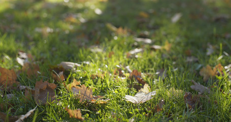 autumn maple leaves on the ground in grass