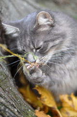 cat eats roots