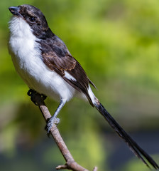 afrikanischer Langschwanz Würger, (lanius cabanisi)