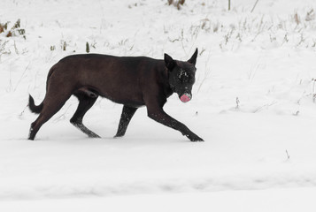 Stray dog being on hunting stage licks nose seeing prey