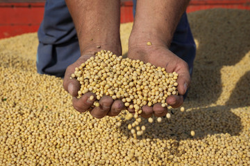 Farmer inspect soybean crop