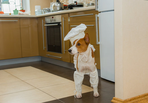 Basenji dog is ready for assignment to an Under-chef of the kitchen position