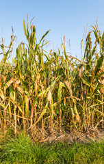 Ripening fodder maize plants in a row