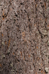 Bark of pine tree
