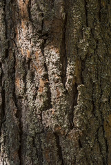 Bark of pine tree
