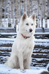 Winter dog - yakutian laika
