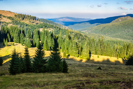 Fototapeta coniferous forest on a  mountain slope