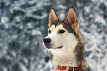 Portrait husky