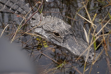 American Alligator