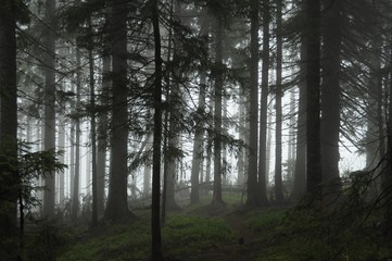 Forest in the fog