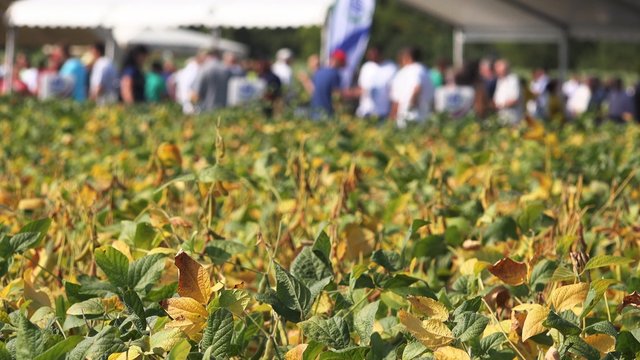Farmers examining soybean field on agricultural fair or open field days event, unrecognizable group of people at cultivated landscape, 4k uhd footage.