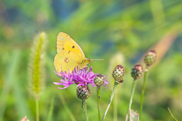farfalla sopra un fiore