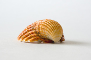 Grooved shell 