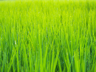 beautiful green rice field. 