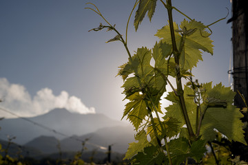 vineyard with Etna volcano in the background.