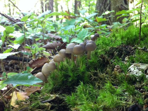 champignon nature bois foret
