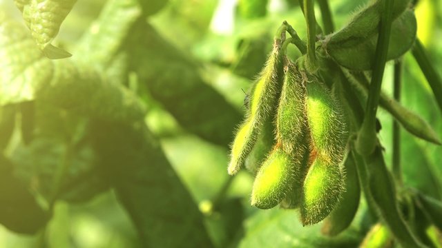 Green soybean field close up, soy bean crops in field, 4k uhd footage.