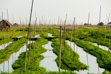 Floating garden of Inle Lake