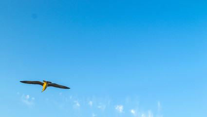 sky and seagull