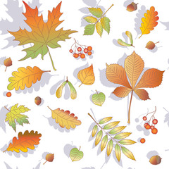 Obraz premium fall, tree leaves, pattern, acorns