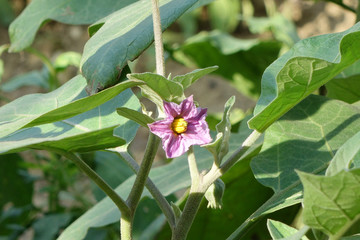 Obraz premium Flower Eggplant