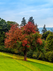 Colorful tree on the hills on the Lake of Zurich - 2
