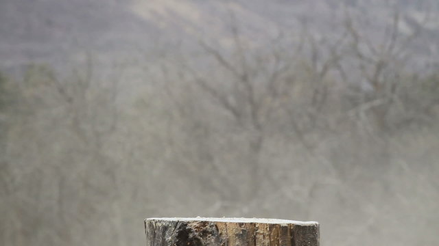 Dynamite pumpkin explodes violent gun shot slow reverse HD 0322