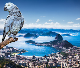 Grey Parrot and Panoramic view of Rio De Janeiro and Sugar Loaf, Brazil . - obrazy, fototapety, plakaty