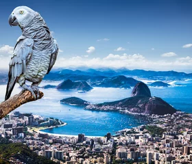 Fotobehang Grey Parrot and Panoramic view of Rio De Janeiro and Sugar Loaf, Brazil . © Aleksandar Todorovic