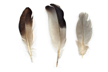 Three feathers isolated on white