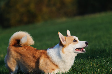 dog Welsh Corgi plays in the Park