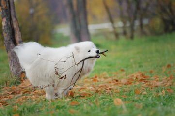 Smiling happy Samoyed dog