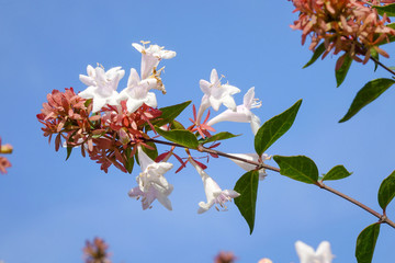 White pink Jasmine flowers