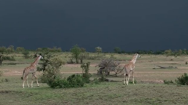 Giraffe (Giraffa camelopardalis) juveniles walking between shrubs with tunderstorm approaching, very dark sky.