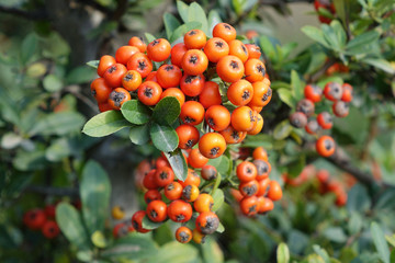 Fruits of Sea Buckthorn