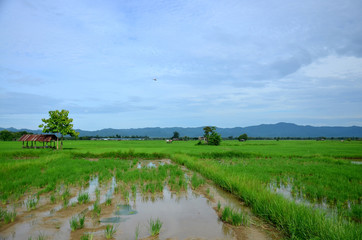 Fototapeta na wymiar View of landscape of Paddy or rice field and hut