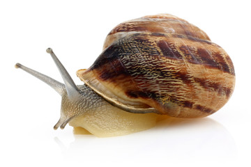 Snail