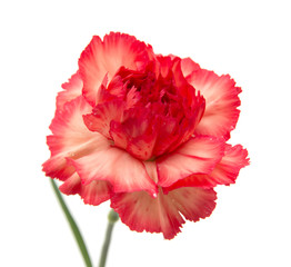 variegated carnation