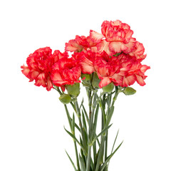 variegated carnation