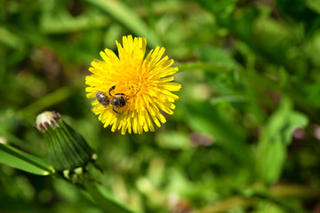 A bee on a yellow dandelion