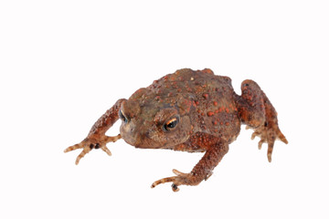 Close up photo of a toad isolated on a white background.