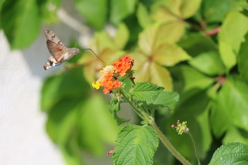 Macroglossum stellatarum - fruczak gołąbek