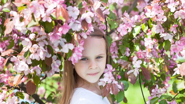 Adorable toddler girl in blooming apple garden